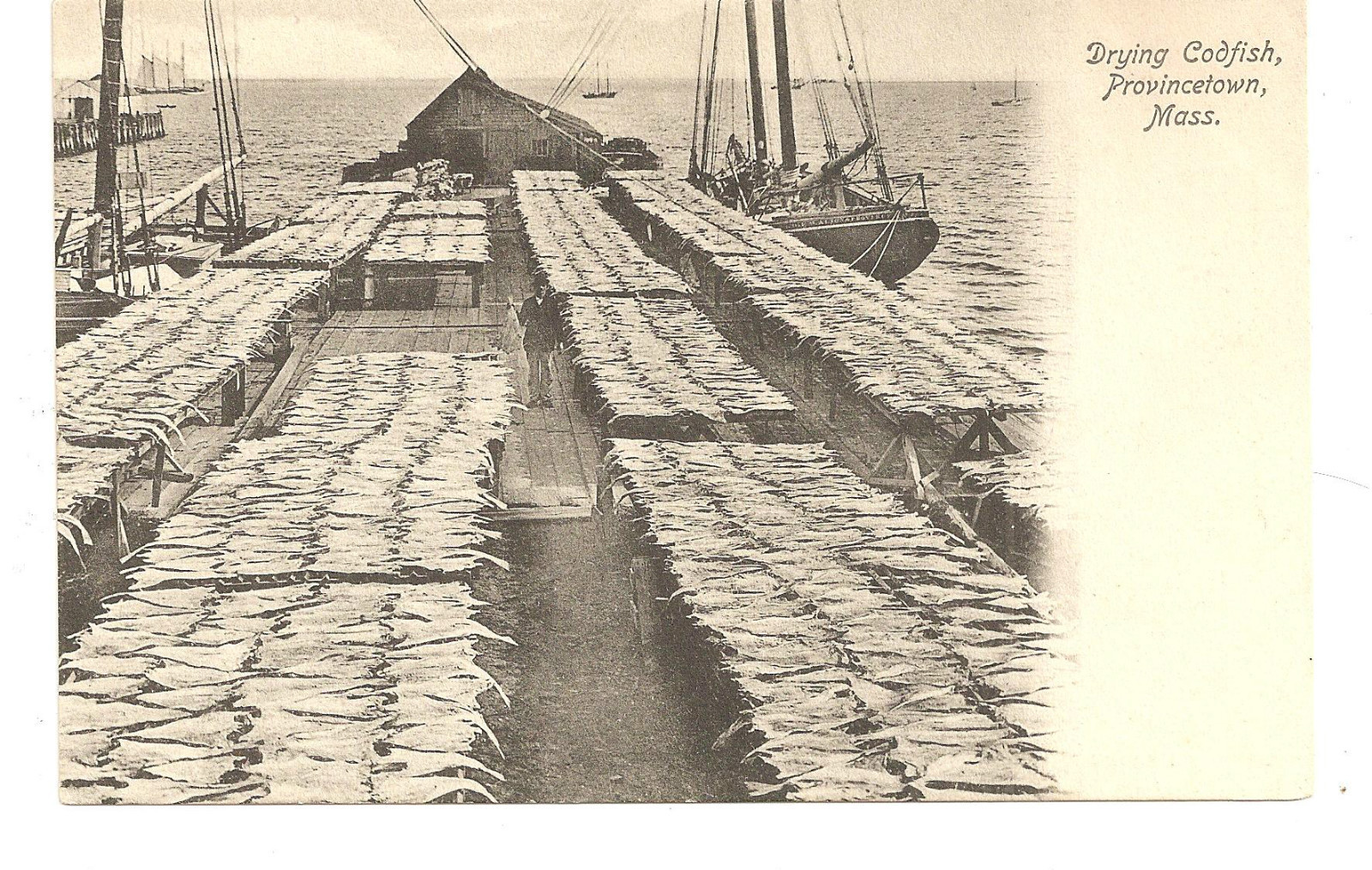 Drying Codfish